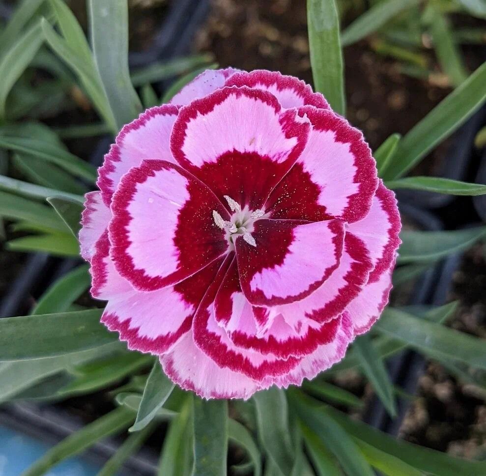 Dianthus &#39;Cranmere Pool&#39; 4&quot;