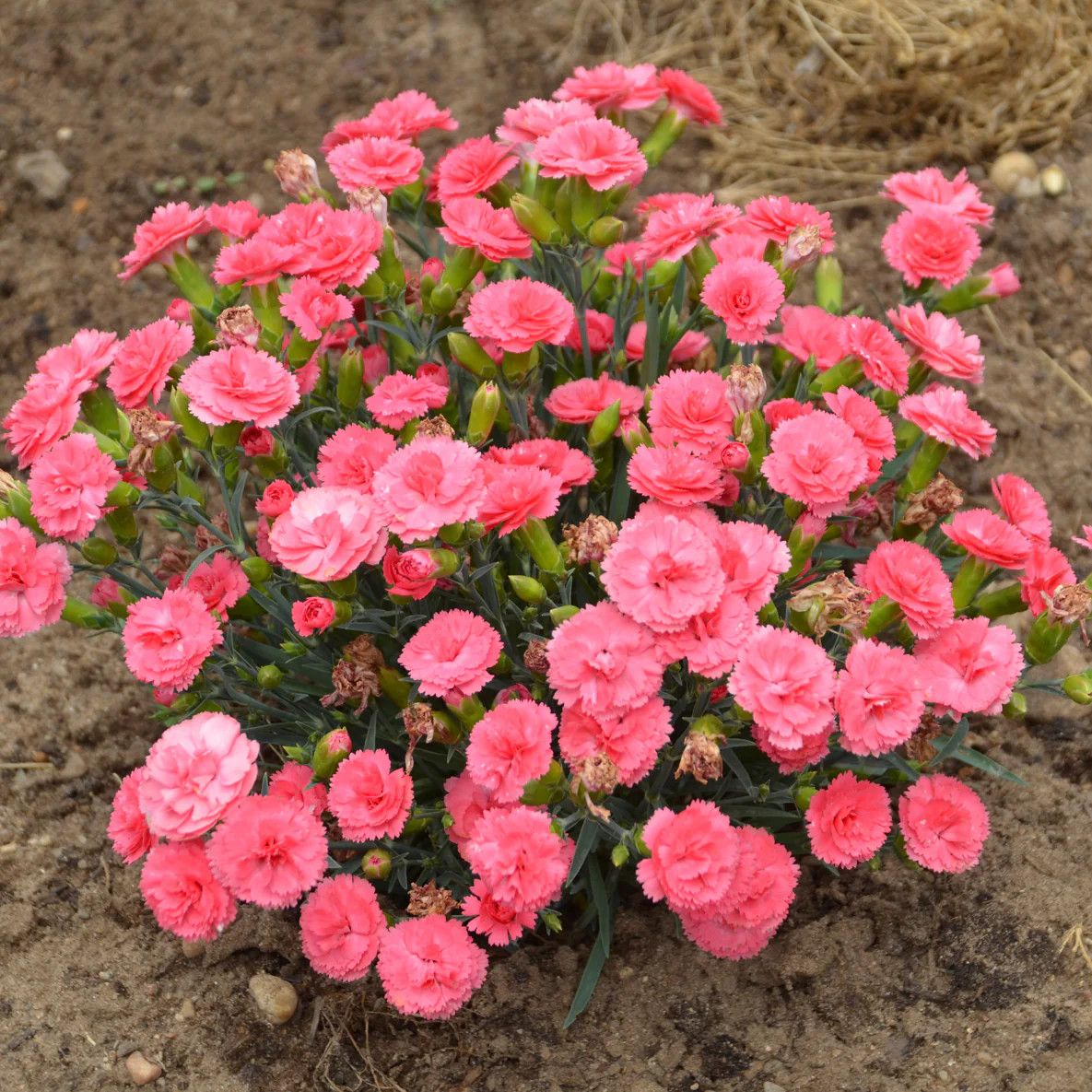 Dianthus &#39;Coral&#39; 4&quot;