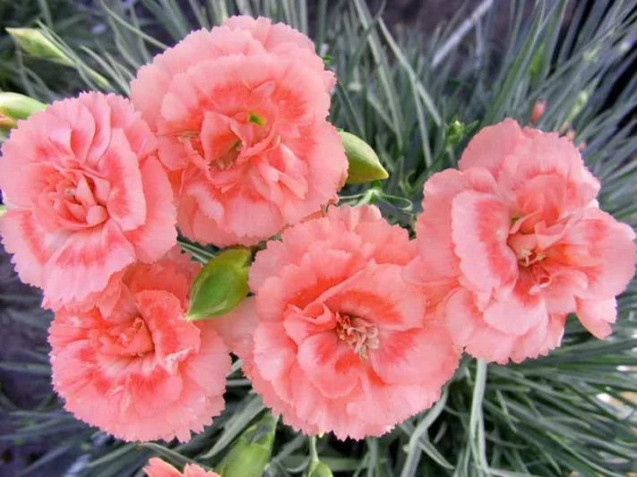 Dianthus &#39;Salmon&#39; 4&quot;