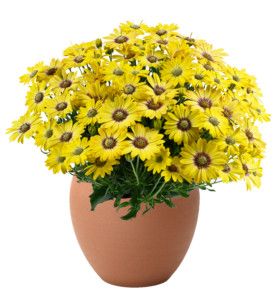 Osteospermum &#39;Besties Positive Yellow&#39; 4&quot;