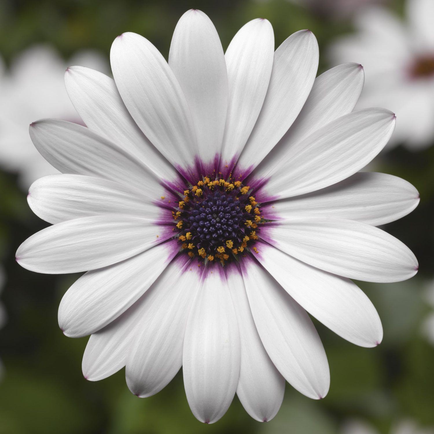 Osteospermum &#39;Tradewinds White&#39; 4&quot;