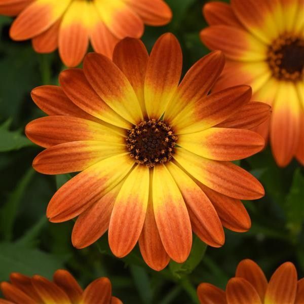 Osteospermum &#39;Zion Orange Burst&#39; 4&quot;