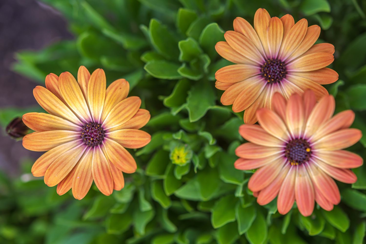 Osteospermum &#39;Gelato Apricot&#39; 4&quot;