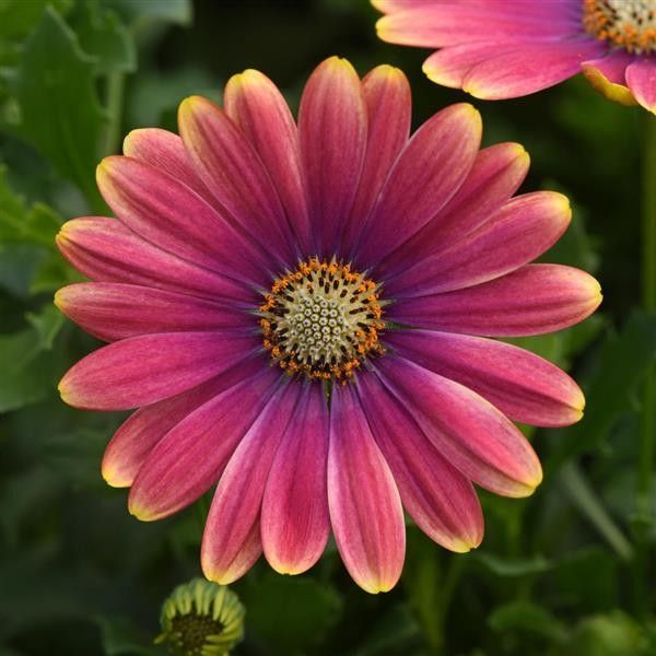 Osteospermum &#39;Zion Pink Sun&#39; 4&quot;
