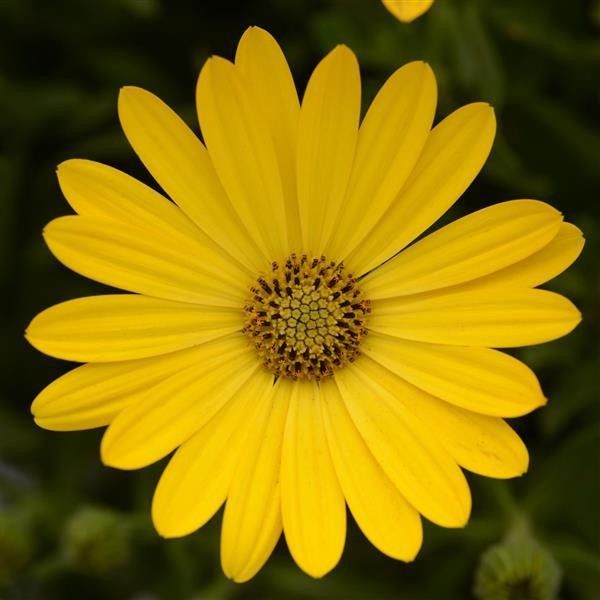 Osteospermum 'Zion Pure Yellow' 4"