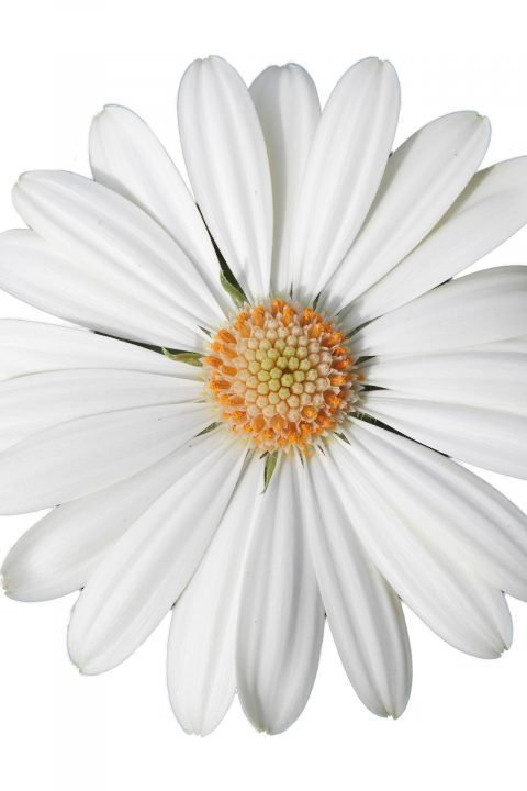 Osteospermum &#39;Gelato Vanilla&#39; 4&quot;