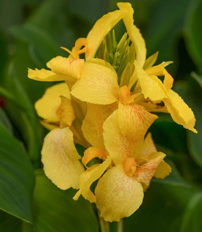 Canna Lily 4.5&quot;:, Color: Cannova Yellow