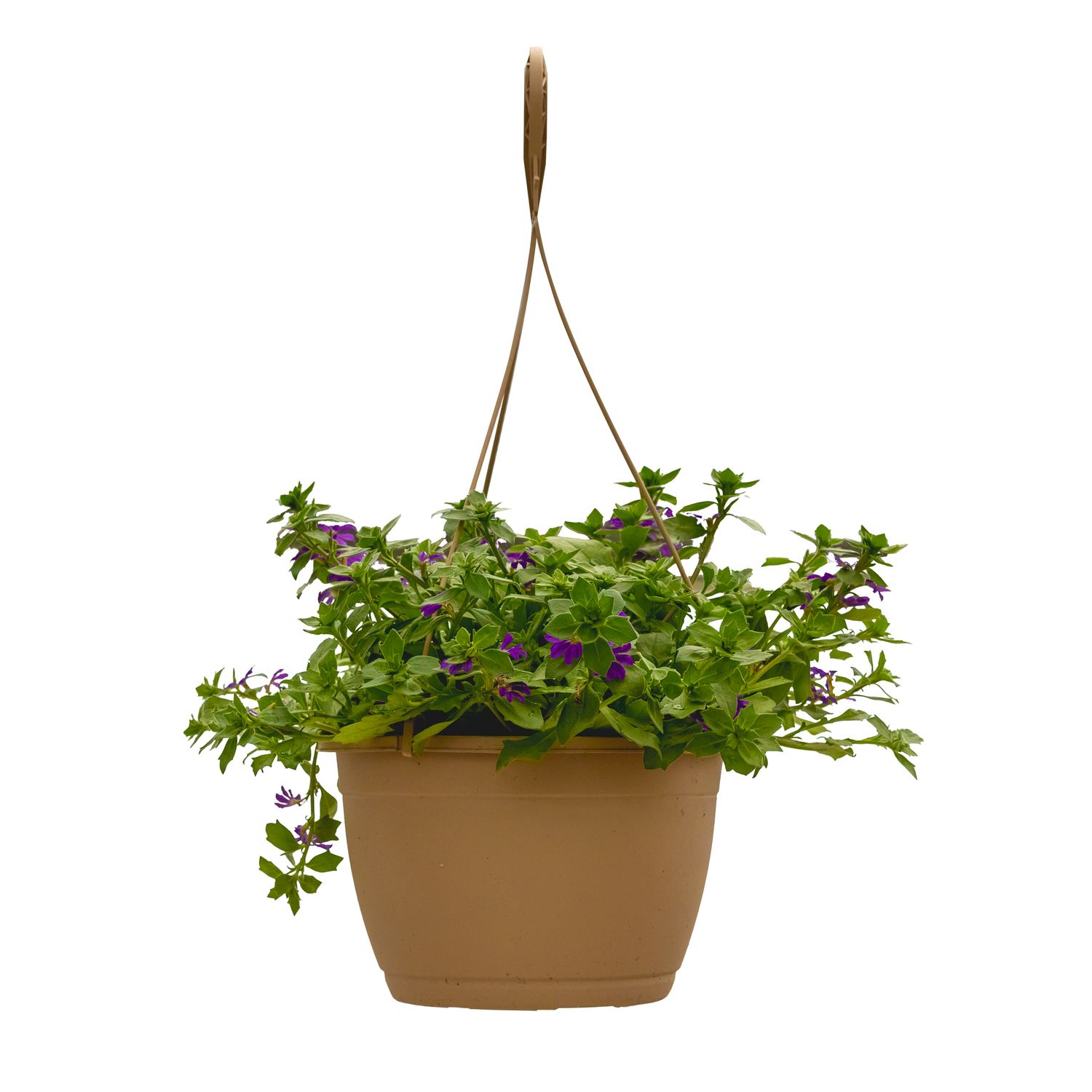 Fan Flower (Scaevola) - 10&quot; HB Dark Purple
