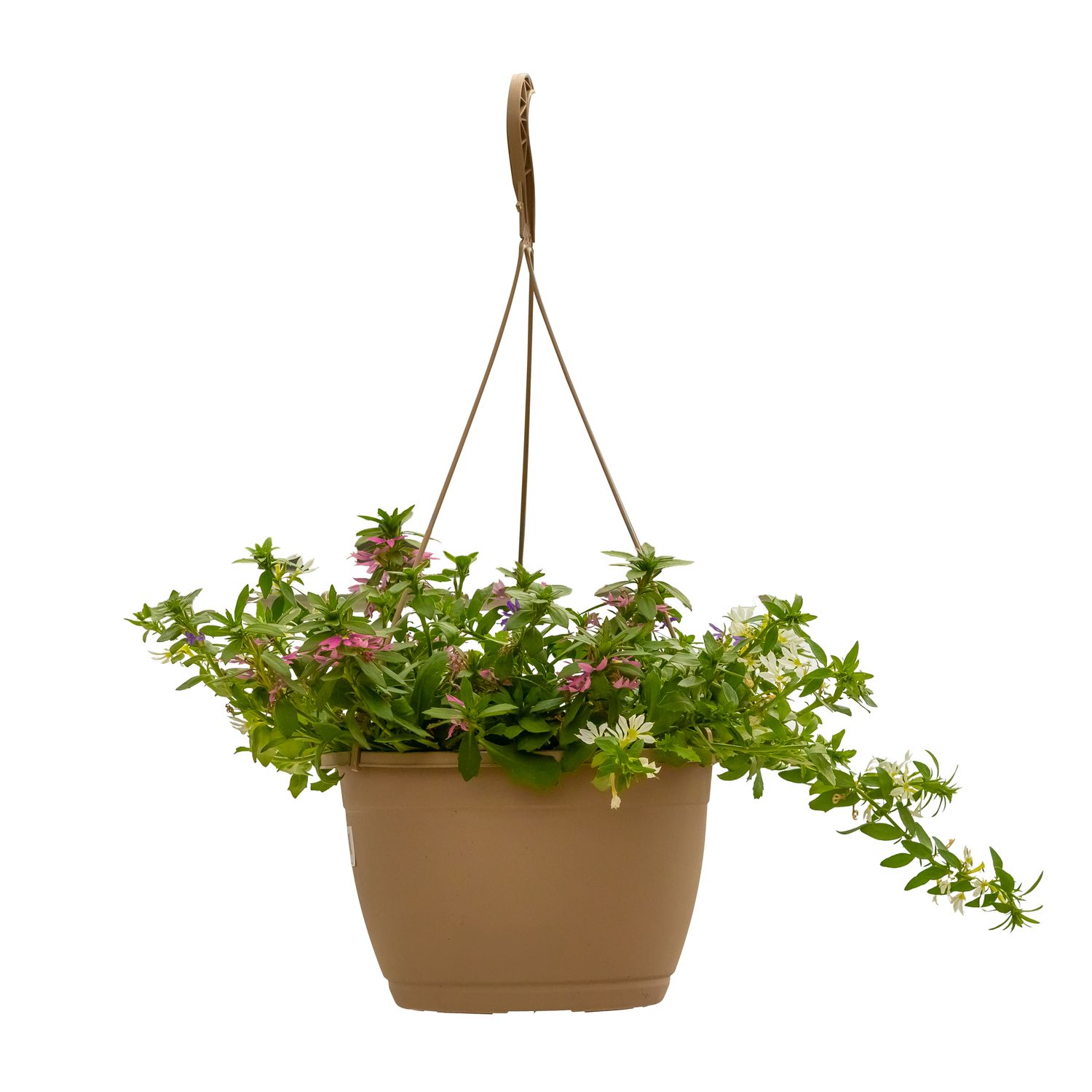 Fan flower (Scaevola) - 10&quot; HB &#39;Triple Mix&#39;