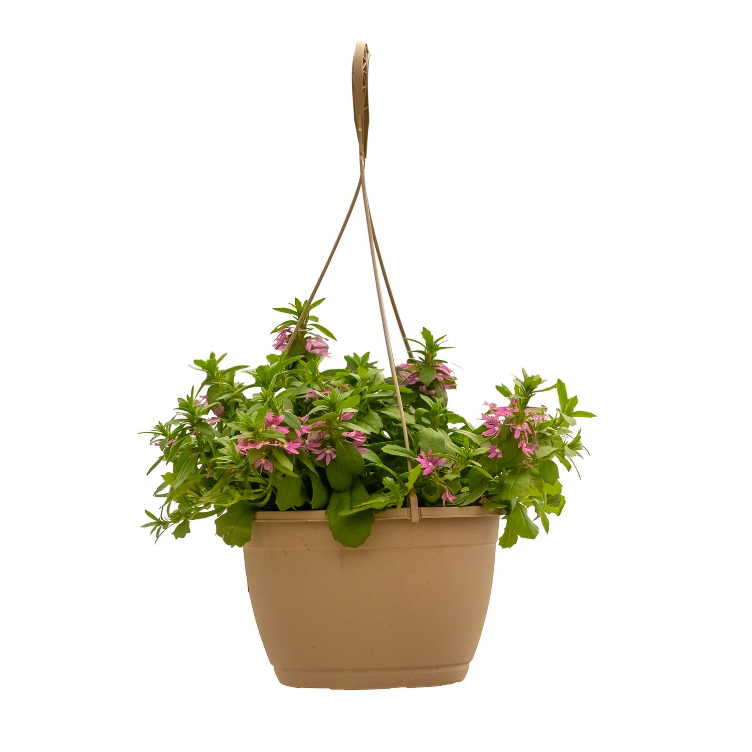 Fan Flower (Scaevola) - 10&quot; HB, Color: Pink