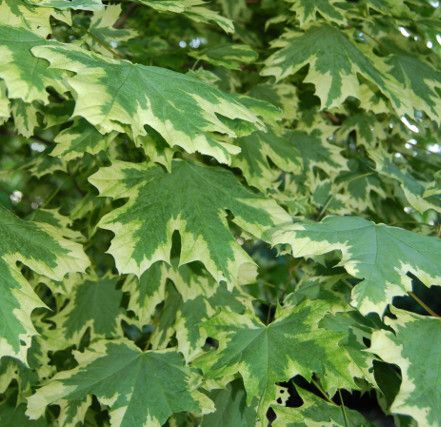 Harlequin Maple 6.5&#39; Potted