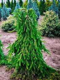 Weeping Norway Spruce 5-6&#39; B&amp;B