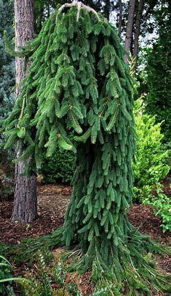 Weeping Norway Spruce 7-8&#39; B&amp;B