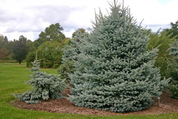 Colorado Blue Spruce 'Fat Albert' 5-6' B&amp;B