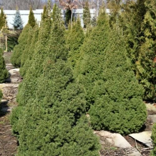 Spruce &#39;Dwarf Alberta&#39; 2 gal