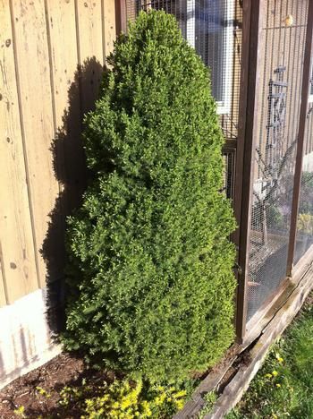 Spruce &#39;Dwarf Alberta&#39;, Size: 5 gal