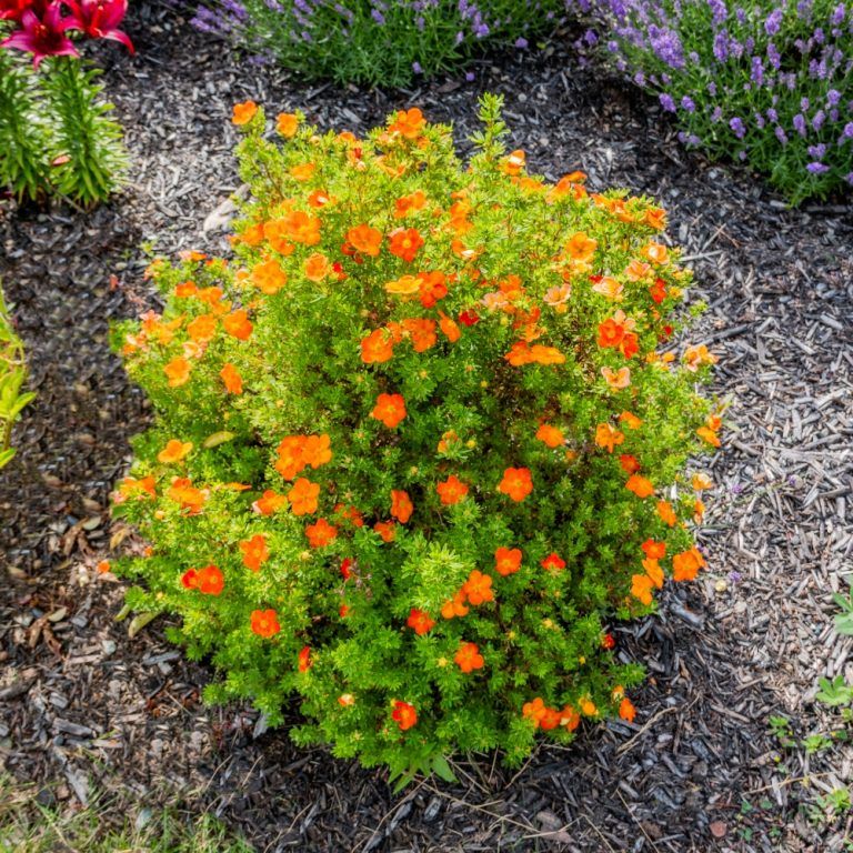 Potentilla &#39;Bella Sol&#39; 2 gal