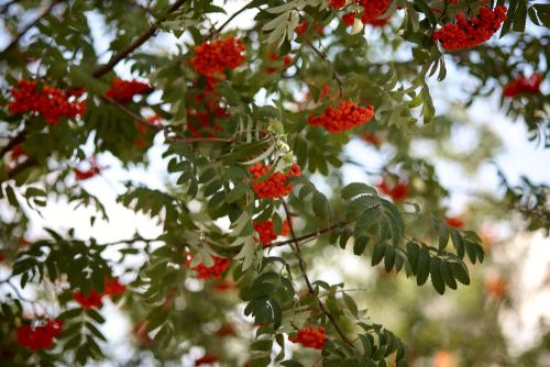 Mountain Ash &#39;Russian&#39; 8&#39; Potted