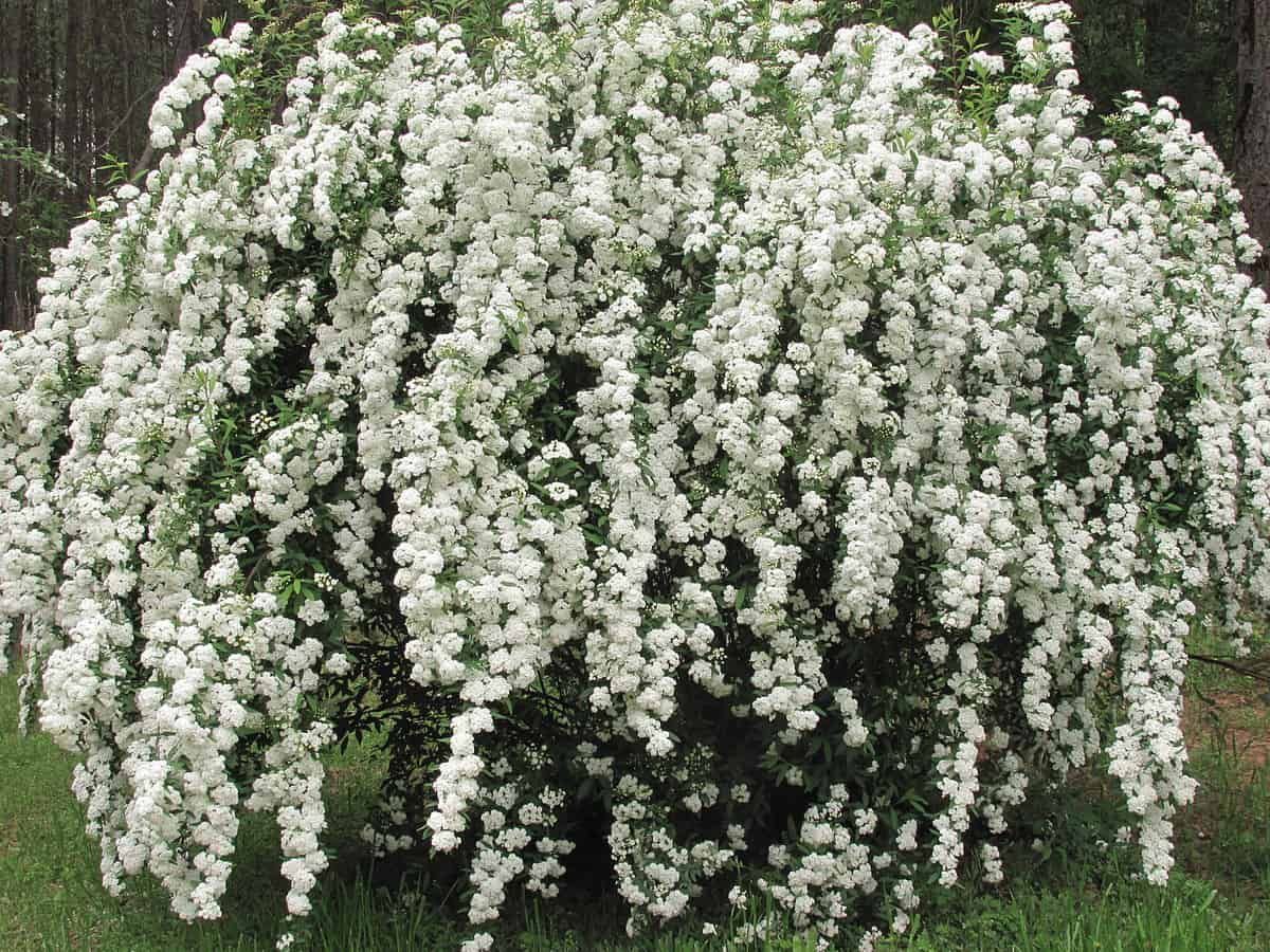 Spirea Vanhouttei &#39;Bridal Wreath&#39; 3 gal