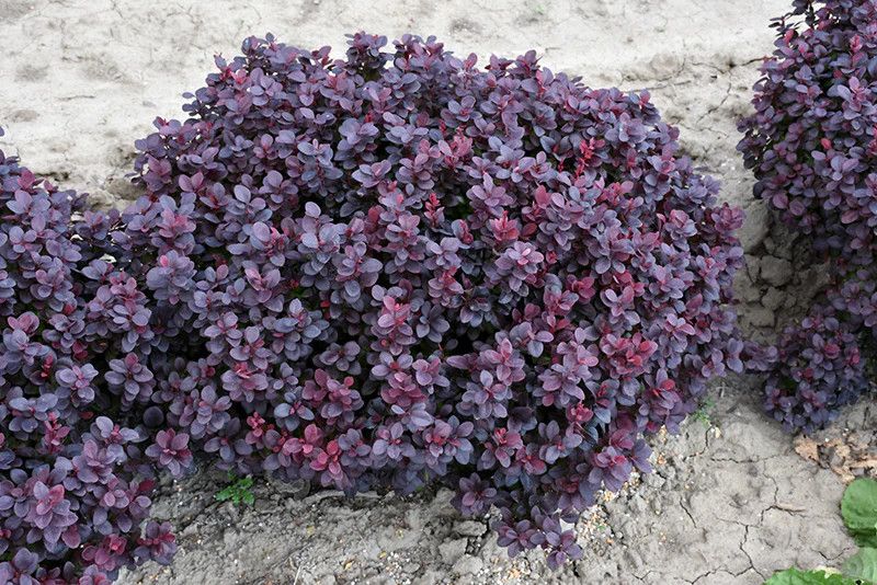 Barberry &#39;Concorde&#39; 2 gal