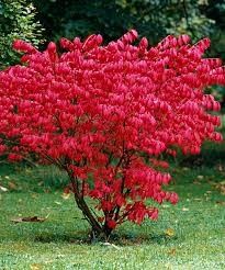 Euonymus &#39;Compactus&#39; 3 gal