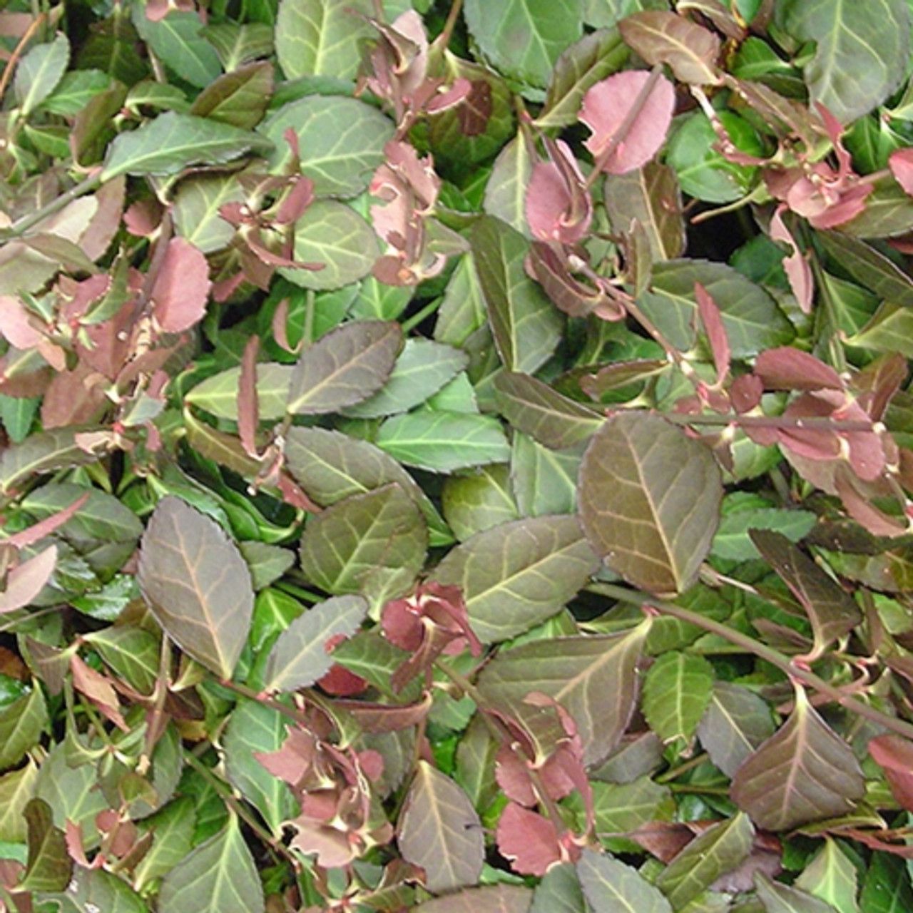 Euonymus &#39;Coloratus&#39; 1 gal