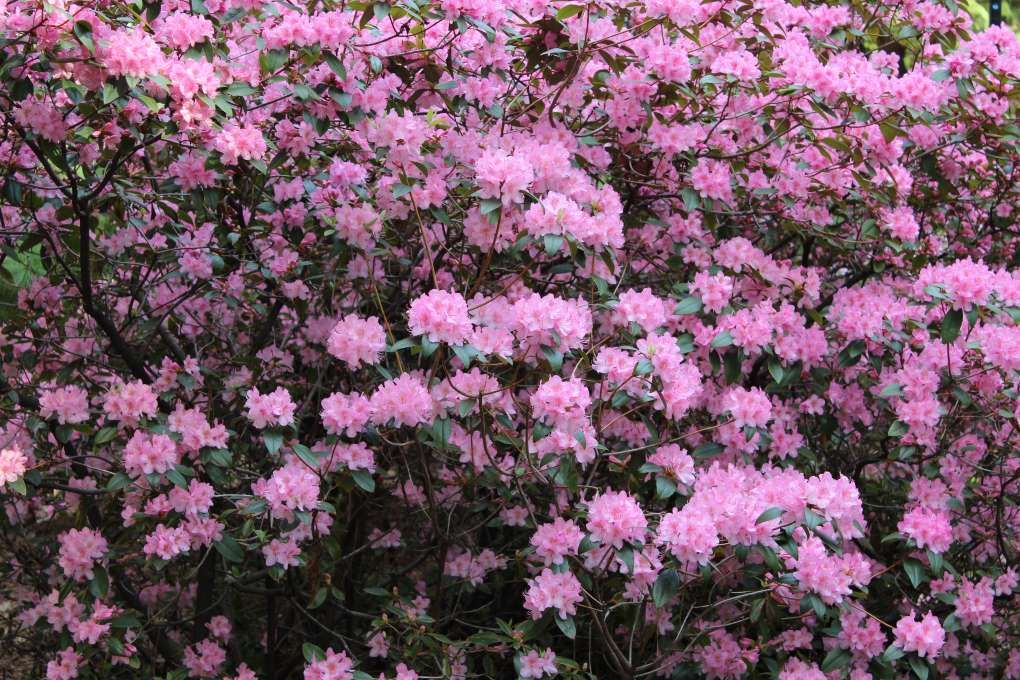 Rhododendron &#39;Aglo&#39; 3 gal (50cm)