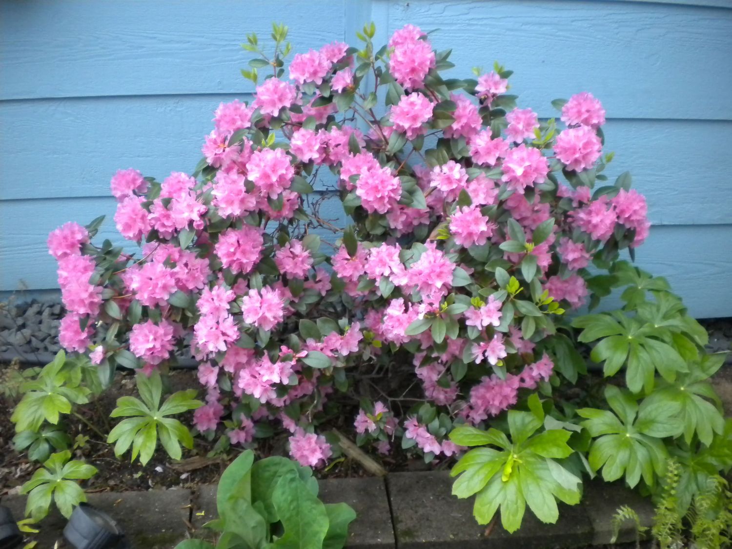 Rhododendron &#39;Olga Mezitt&#39; 2 gal