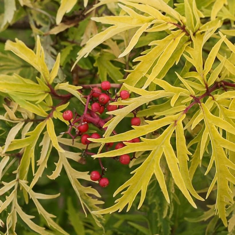 Elderberry  &#39;Lemony Lace&#39;, Size: 2 gal PW