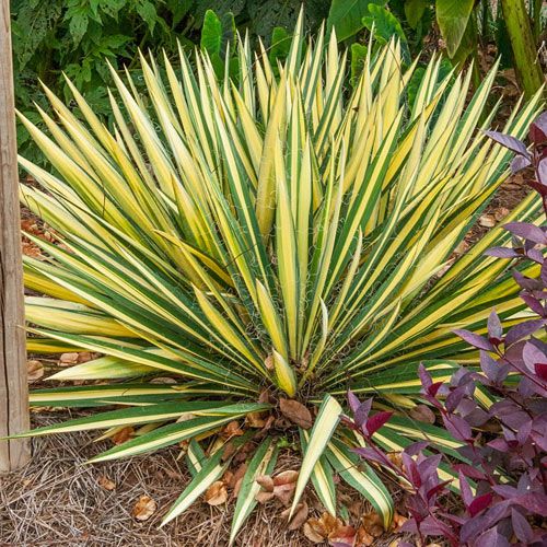 Yucca &quot;Color Guard&quot; 1 gal