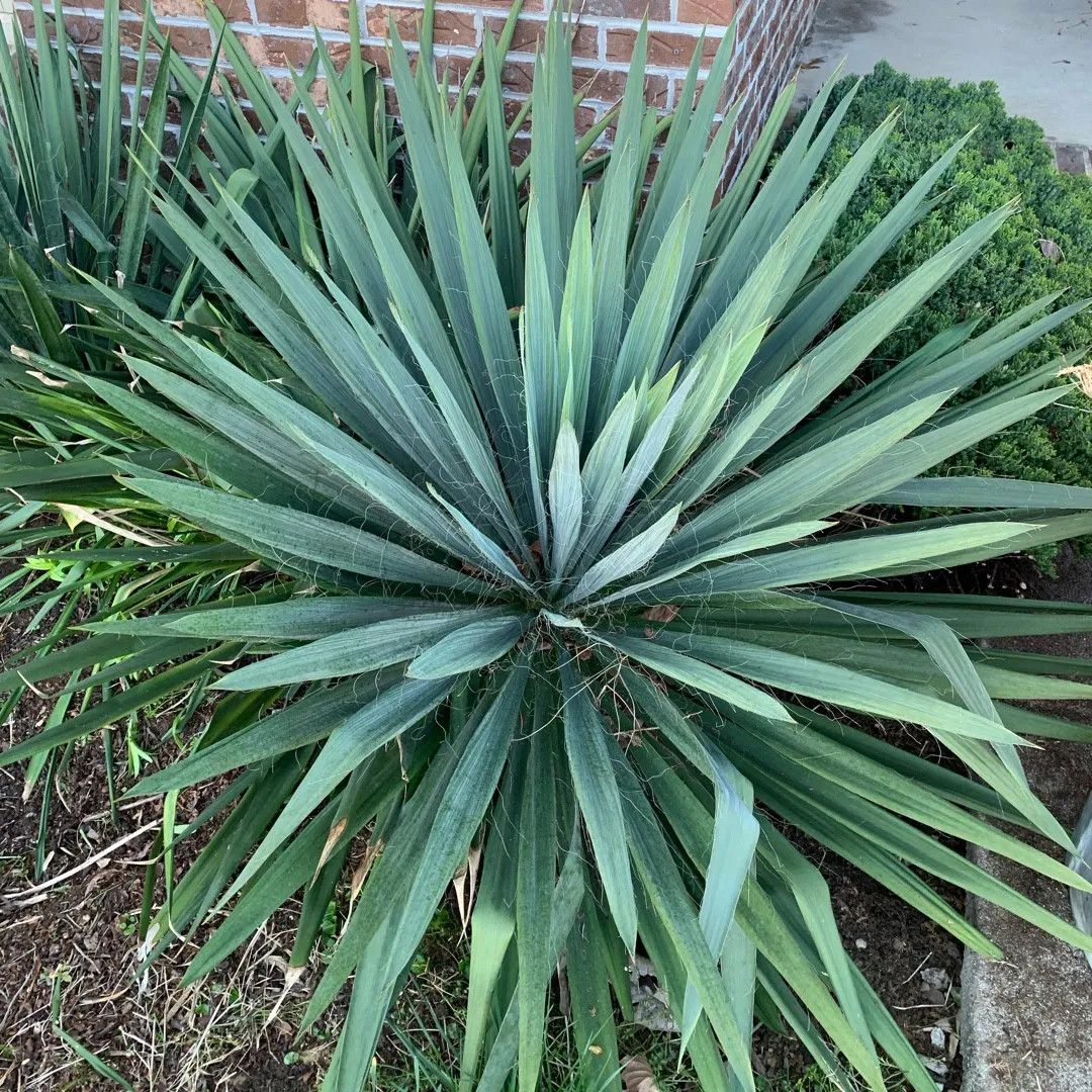 Yucca &#39;Excalibur&#39; 2 gal