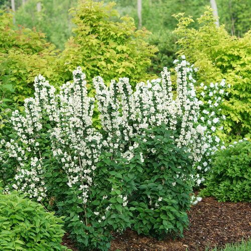 Mock Orange &#39;Illuminati Tower&#39; 2 gal PW