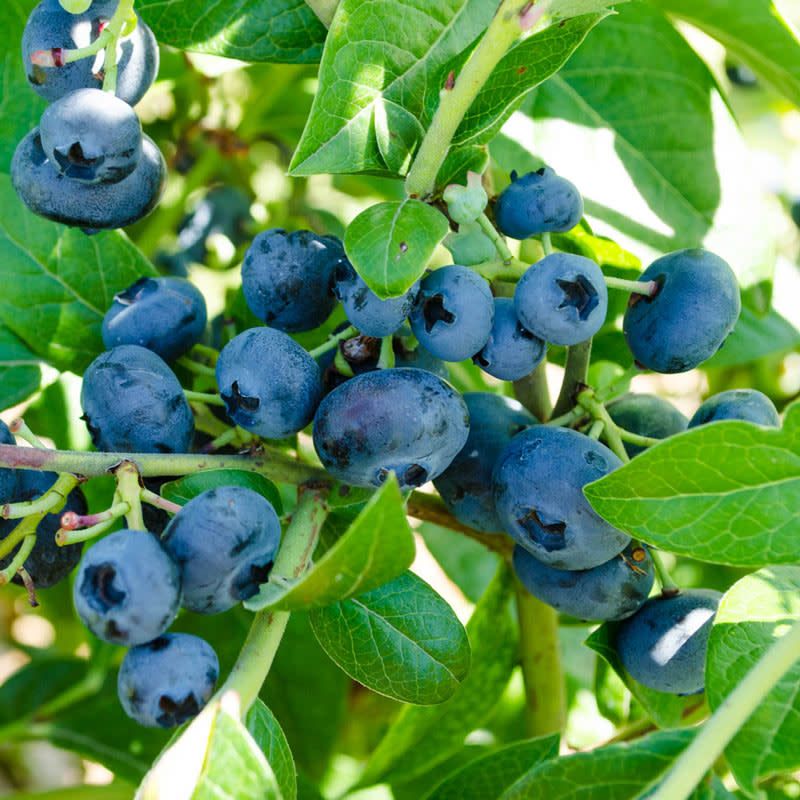 Blueberry 'Northblue' 2 gal
