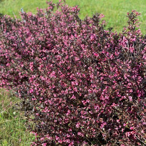 Weigela &#39;Very Fine Wine&#39; 2 gal PW