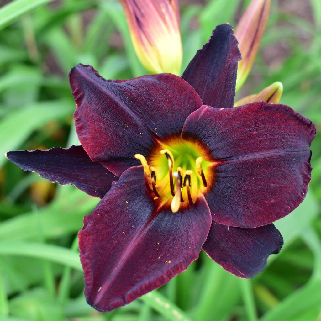 Daylily - Hemerocallis &#39;Root Beer&#39; 1 gal