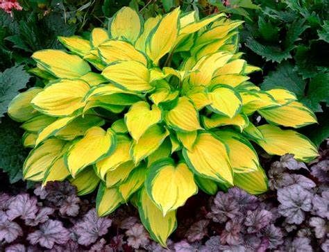 Hosta &#39;Island Breeze&#39; 1 qt