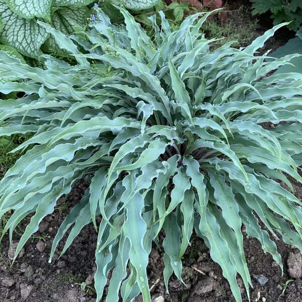 Hosta &#39;Silly String&#39; 1 qt