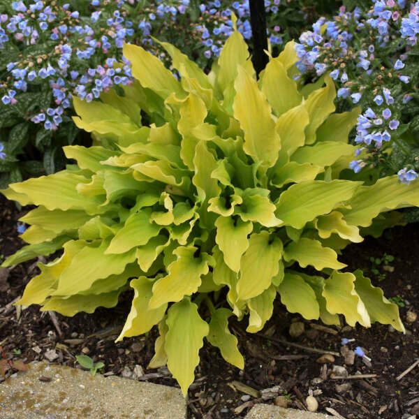Hosta &#39;Time in a Bottle&#39; 1 qt