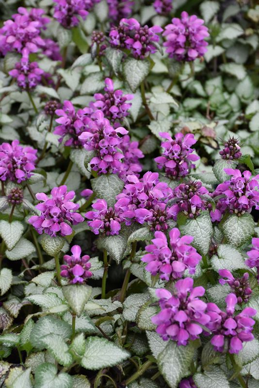 Lamium Dark Purple 1 qt