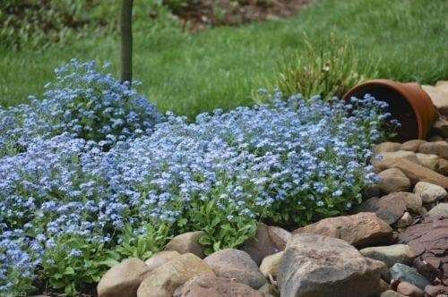 Forget Me Not &#39;Mon Amie Mix&#39; Myosotis 1 qt