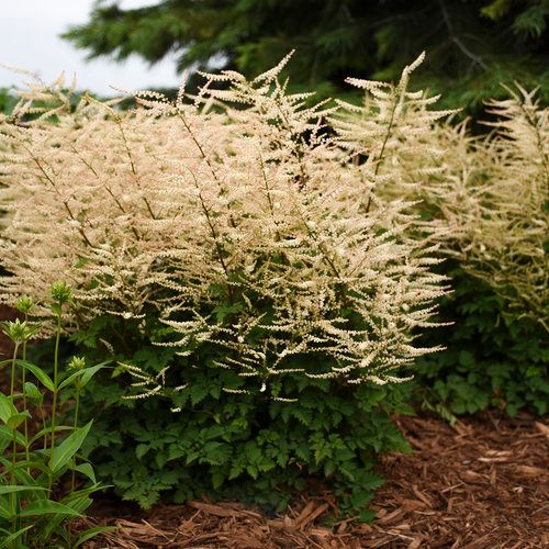 Goatsbeard 'Chantilly Lace' 1 gal PW