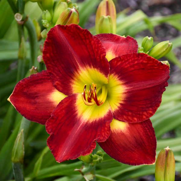 Daylily - Hemerocallis &#39;Passion for Red&#39; 1 gal