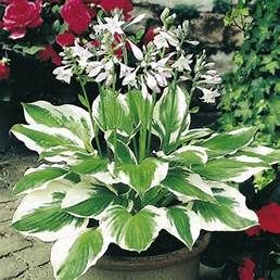 Hosta &#39;Patriot&#39; 1 qt