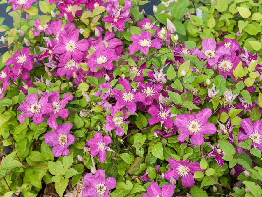 Clematis &#39;Barbara Harrington&#39; 1 gal