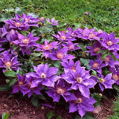 Clematis &#39;Bijou&#39; 1 gal