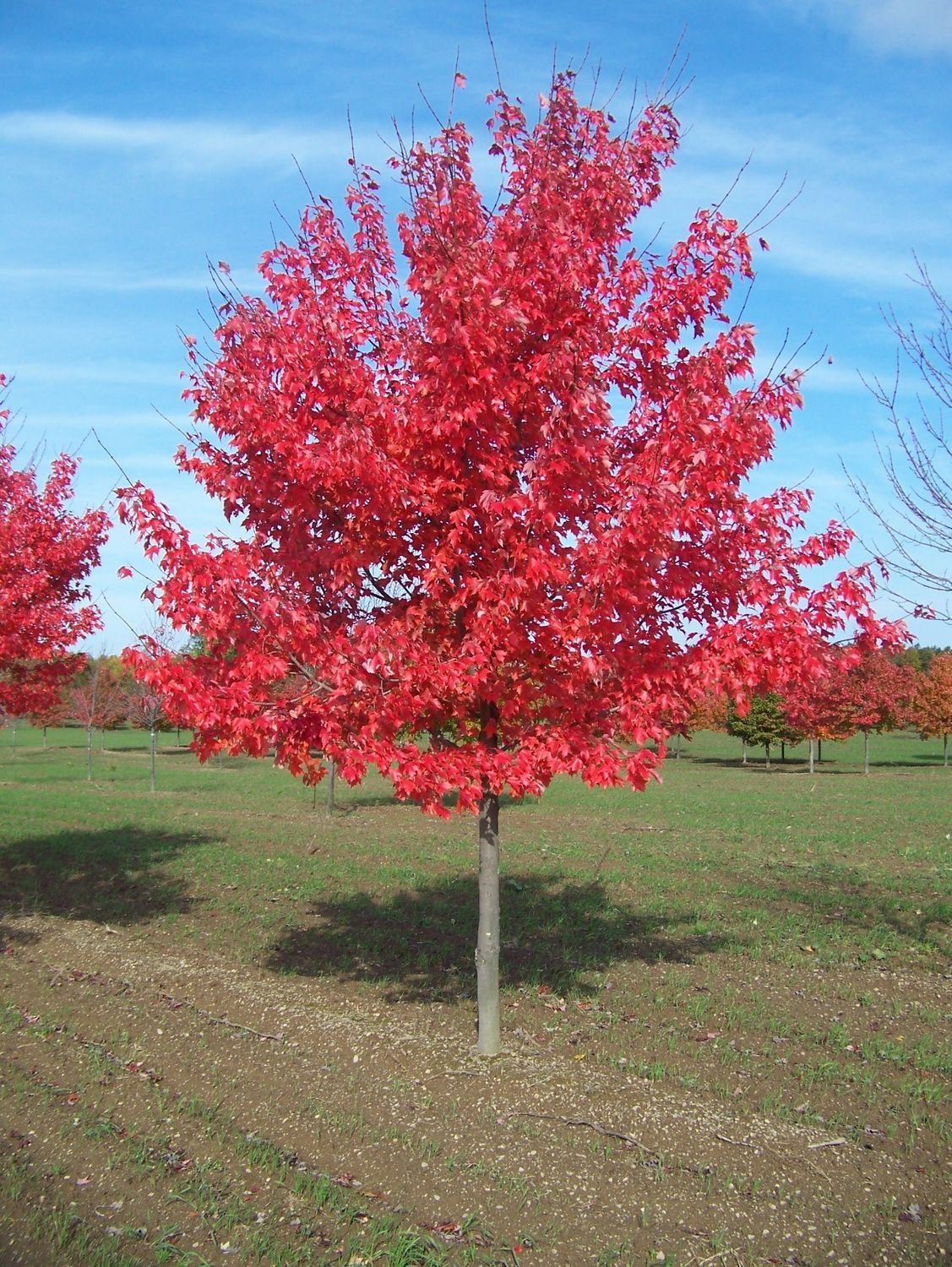 Amur Maple 6-7&#39; Potted