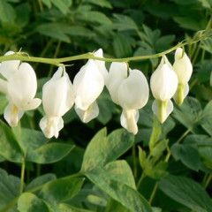 Dicentra 'Alba' Bleeding Heart 1 gal