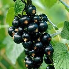 Currant &#39;Nigrum Ben Nevis&#39; 2 gal