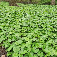 Asarum &#39;Wild Ginger&#39; 1 gal