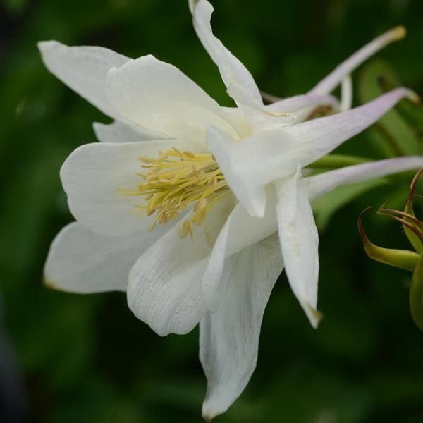 Columbine Earlybird White